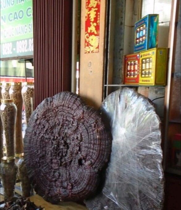 촐론