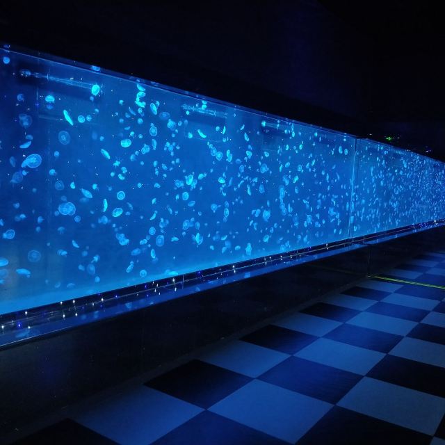 South Ocean Jellyfish Kingdom