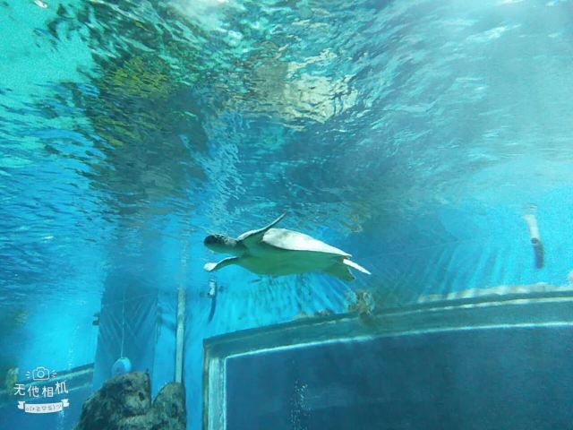 Nanchong Polar Ocean World