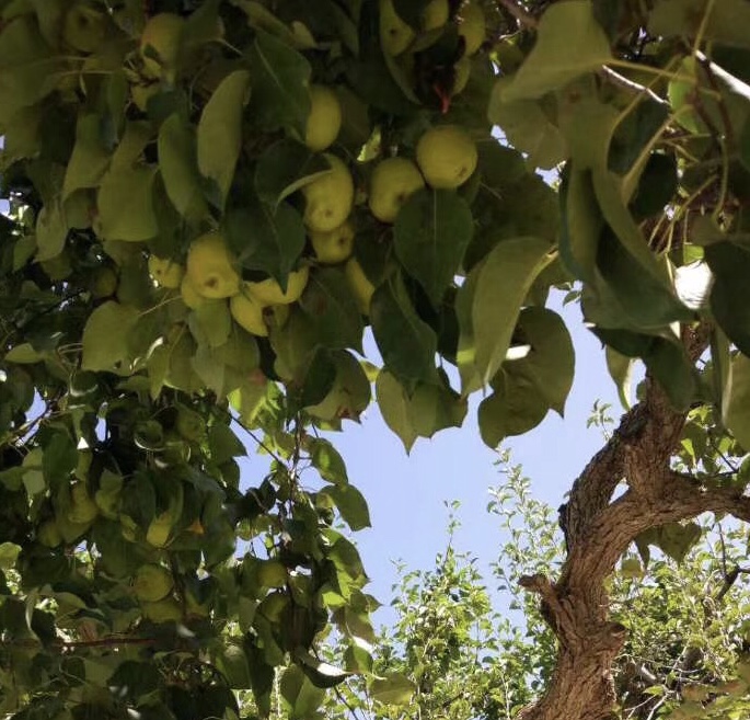 挂果的新疆梨树