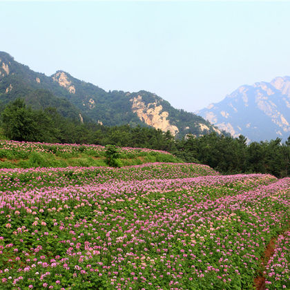 烟台昆嵛山+昆嵛山九龙池+昆嵛山石门里景区一日游