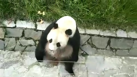 耿达熊猫基地看国宝