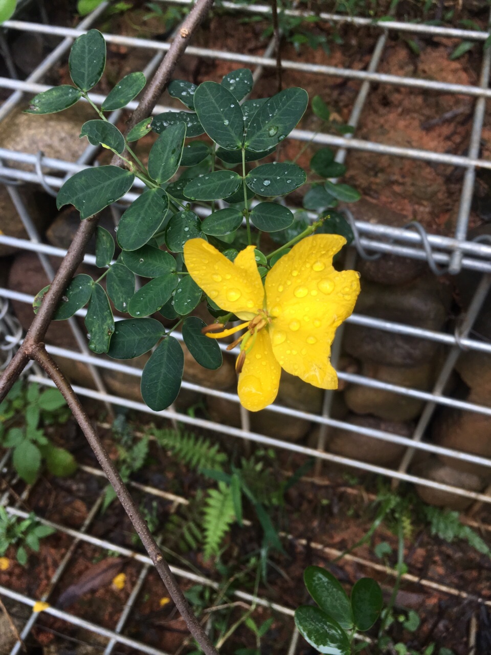 雨天的花儿