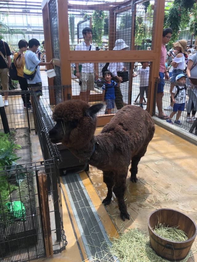 Kobe Animal Kingdom