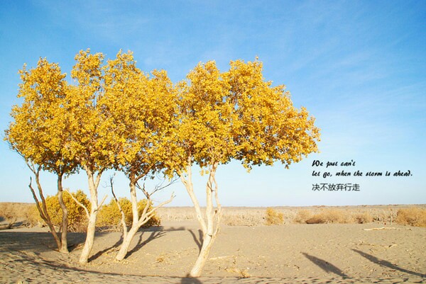 大漠胡杨，是一场命运抗争的印记