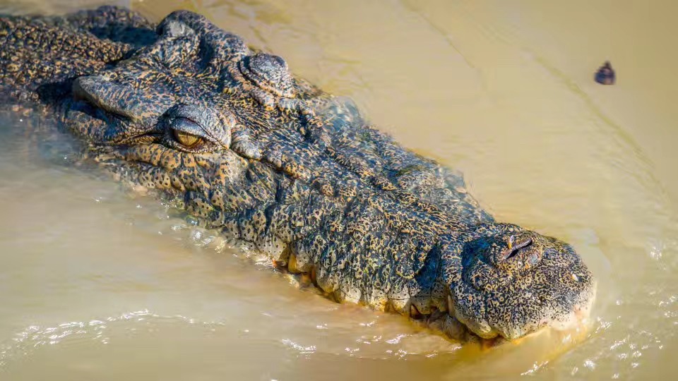 湿地霸主，澳洲鳄鱼凶猛