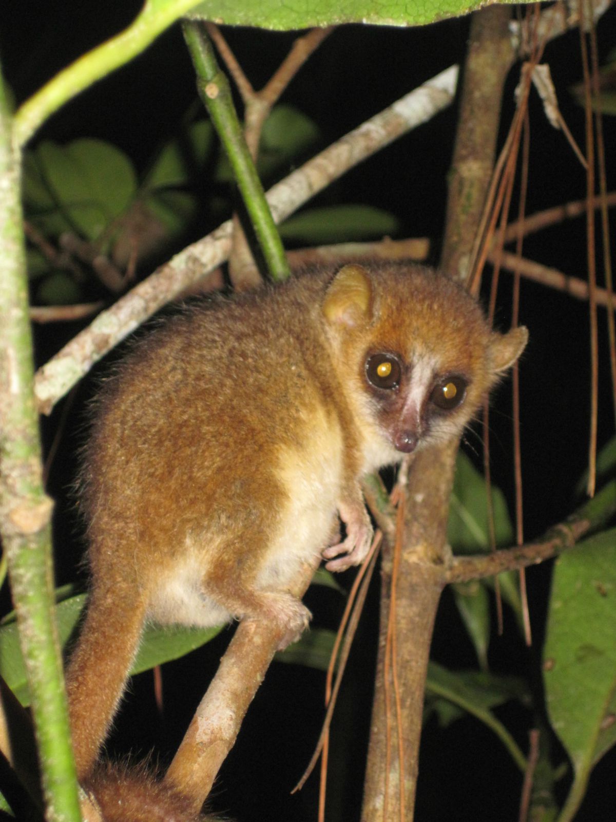 夜探马达加斯加丛林