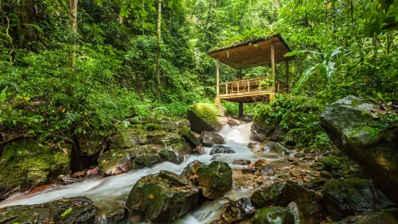 莫里熱帶雨林景區