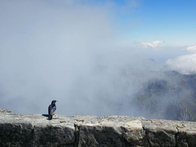Table Mountain