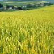 小春子真燕燕忒简单