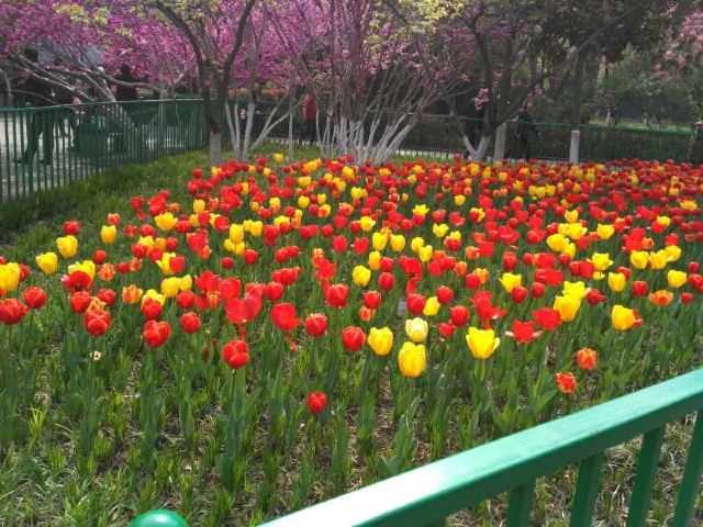 青岛市海泊河公园旅行图片 2
