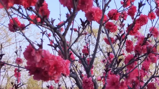 金鄉縣金平湖公園