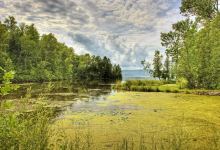 Forest Beach Migratory Preserve景点图片