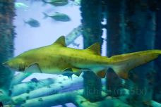 Texas State Aquarium-科珀斯克里斯蒂