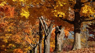 Maymont