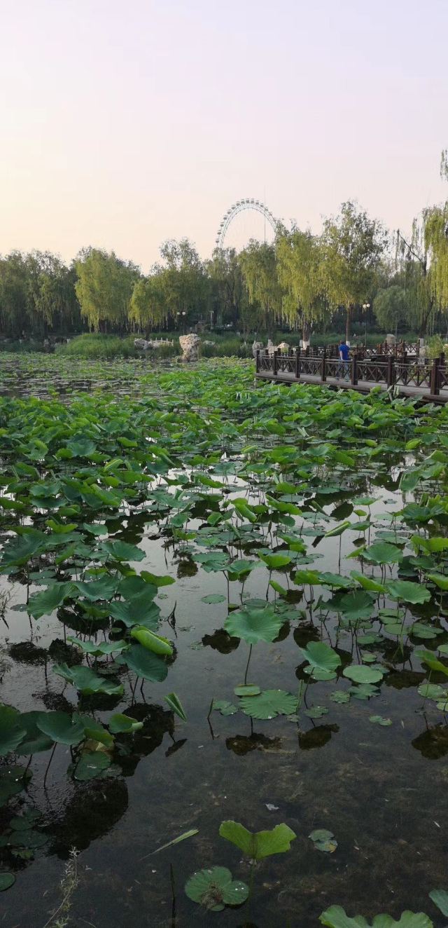 龙潭西湖公园旅行图片 8