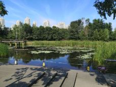 丁香公园-哈尔滨-远河林