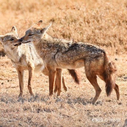 坦桑尼亚塞伦盖蒂国家公园3日2晚跟团游