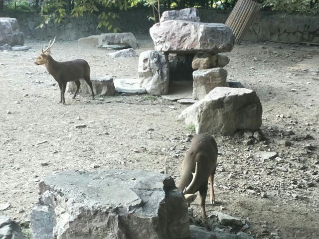 Shanghai Zoo