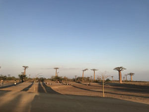 图利亚拉省游记图文-【超级实用贴】神奇的马达加斯加，日落下的猴面包树！