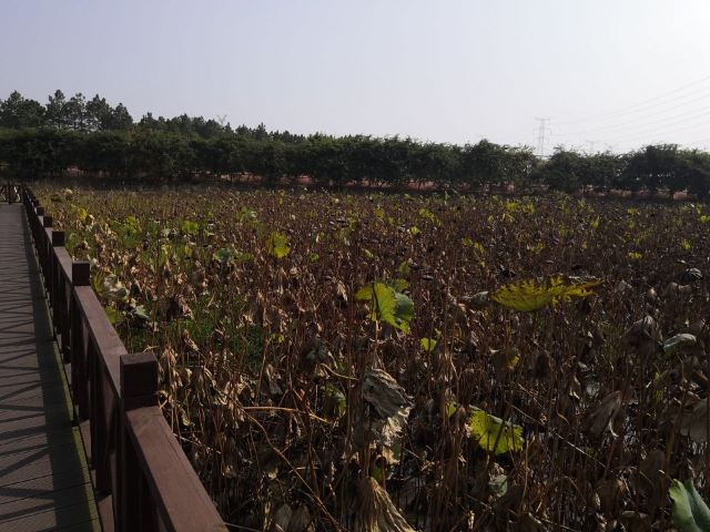 郭兴庄园旅行图片 3
