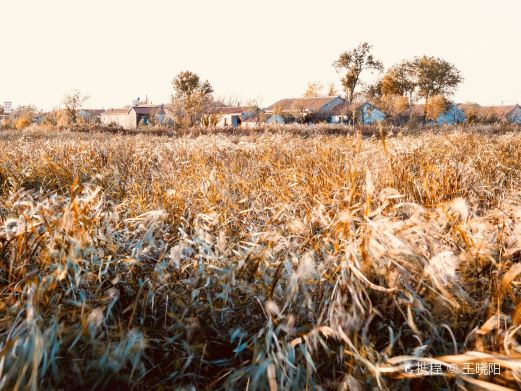 禹王湿地