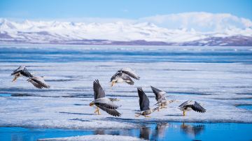 Lake Manasarovar