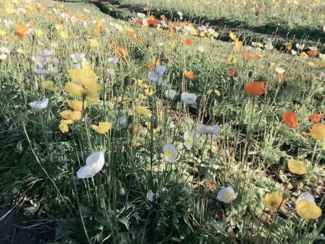 雪山花海乐园旅行图片 4