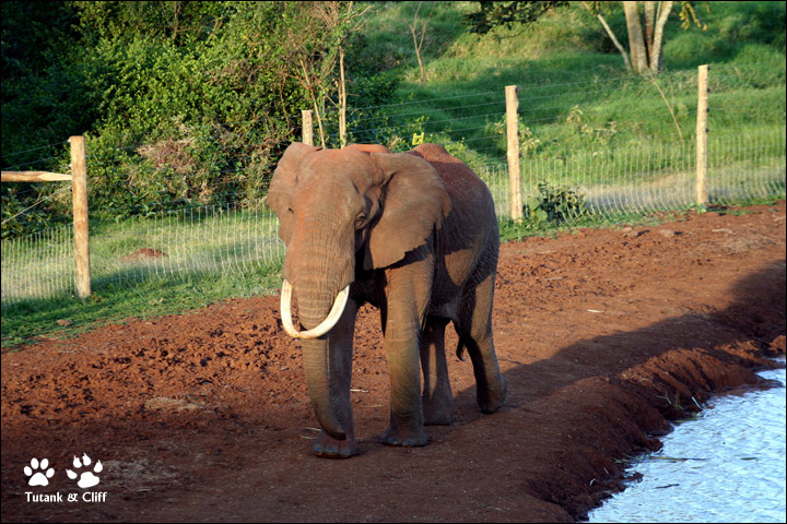 [ 前面是彩虹 后面是阳光 ] 走入肯尼亚（九） 六点档——大象（African Elephant）