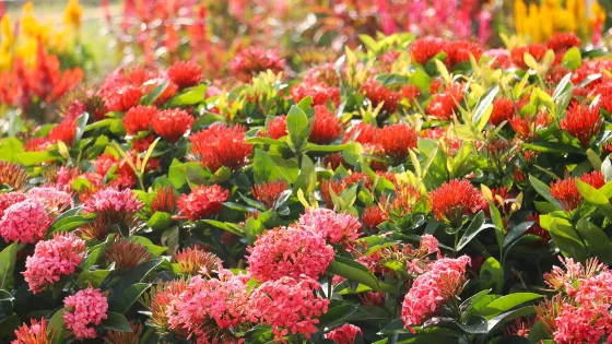 櫻山花谷