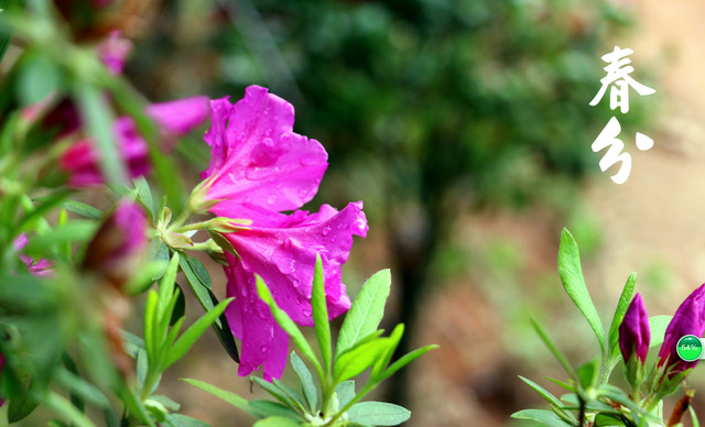 茶陵茶乡花海 | 我在花溪园拥抱这最温暖的春天