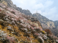 邢台游记图片] 2020  太行春花海之“十里桃花瀑”游记