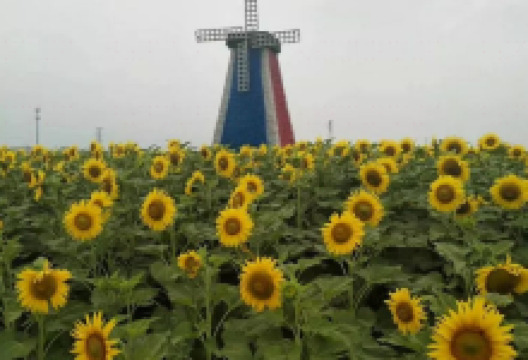 黄岩花海景点图片