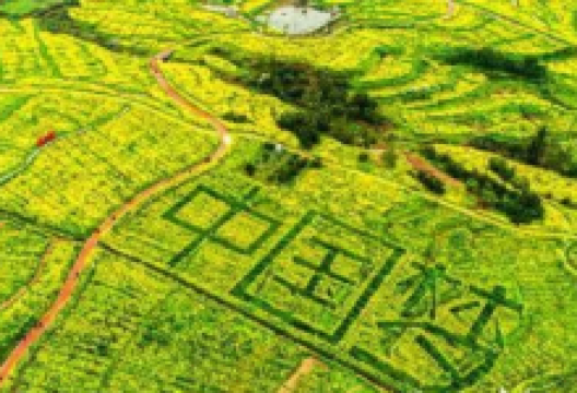 邻封油菜花基地购物图片