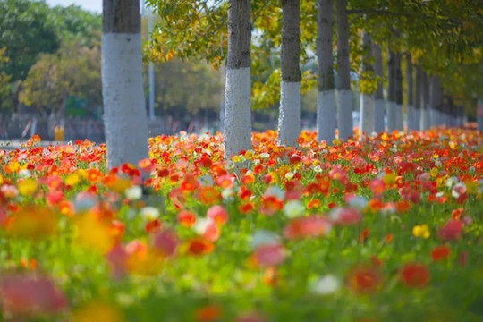 泉州赏花路线,开了挂的景色美得超乎你想象!