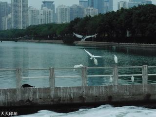 笎筜白鹭美丽生灵(1)