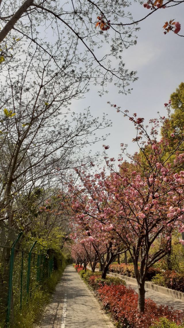 新江湾湿地生态观鸟拍鸟基地旅行图片 1
