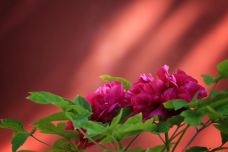 御花园-北京-天羽手杖