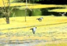 Wildlife Prairie Park景点图片