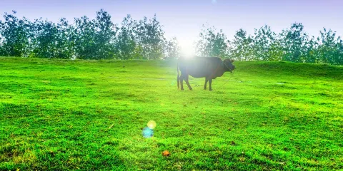 湖北潛江返灣湖國家濕地公園
