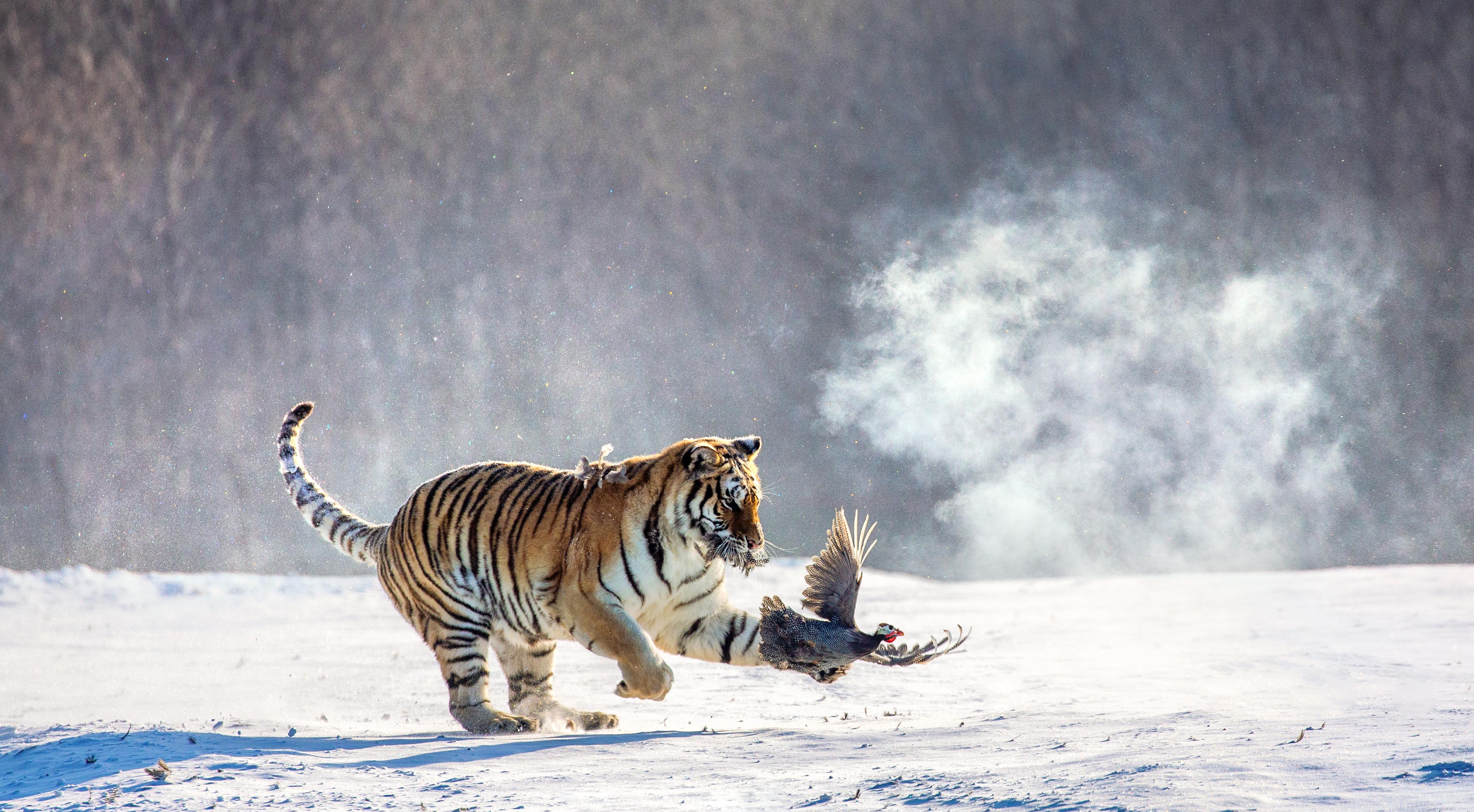 Hengdaohezi Siberian Tiger Park Travel Guidebook Must Visit