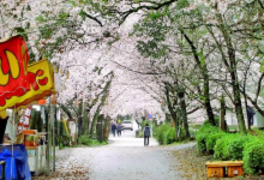 秋月杉马场道路景点图片