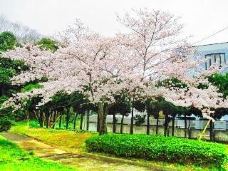 Nagafuji Park-市原市