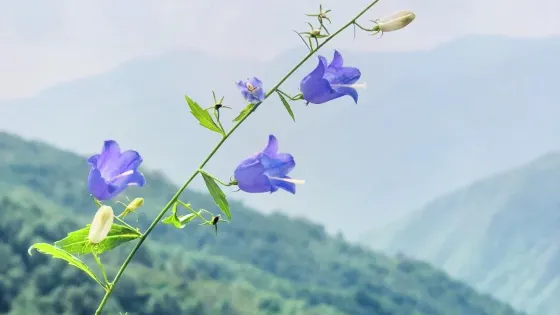 趙杲觀風景區