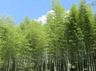 美食攻略｜ 春日食鲜，泰山野笋