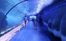 迪拜水族馆和水下动物园-迪拜-hiluoling