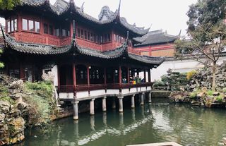 上海豫园茶梅花开（王志明）