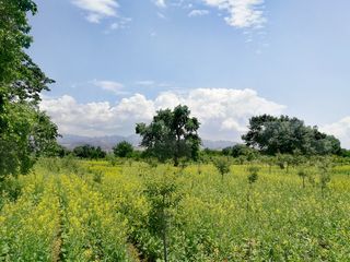 这里的油菜花开了——甘肃省东乡族自治县唐汪镇