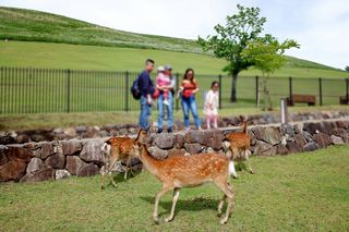 【超及日本】奈良大阪，亲子七日