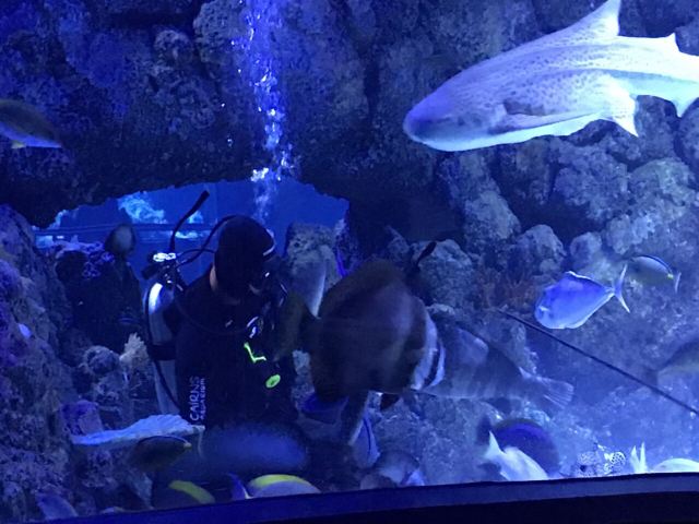 Cairns Aquarium